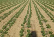 زراعة الفول السوداني .. مع برنامج الري والتسميد 5