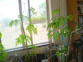 زراعة بذور المورينجا في الأصص