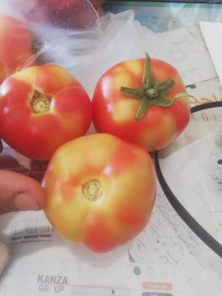 اعراض نقص البورون في الطماطم