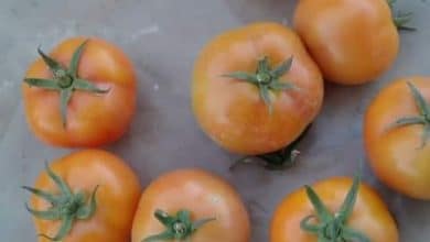 أعراض نقص العناصر في الطماطم